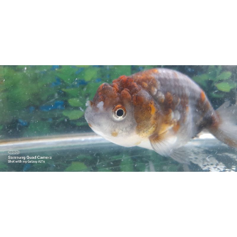 ikan buffalo ranchu kirin