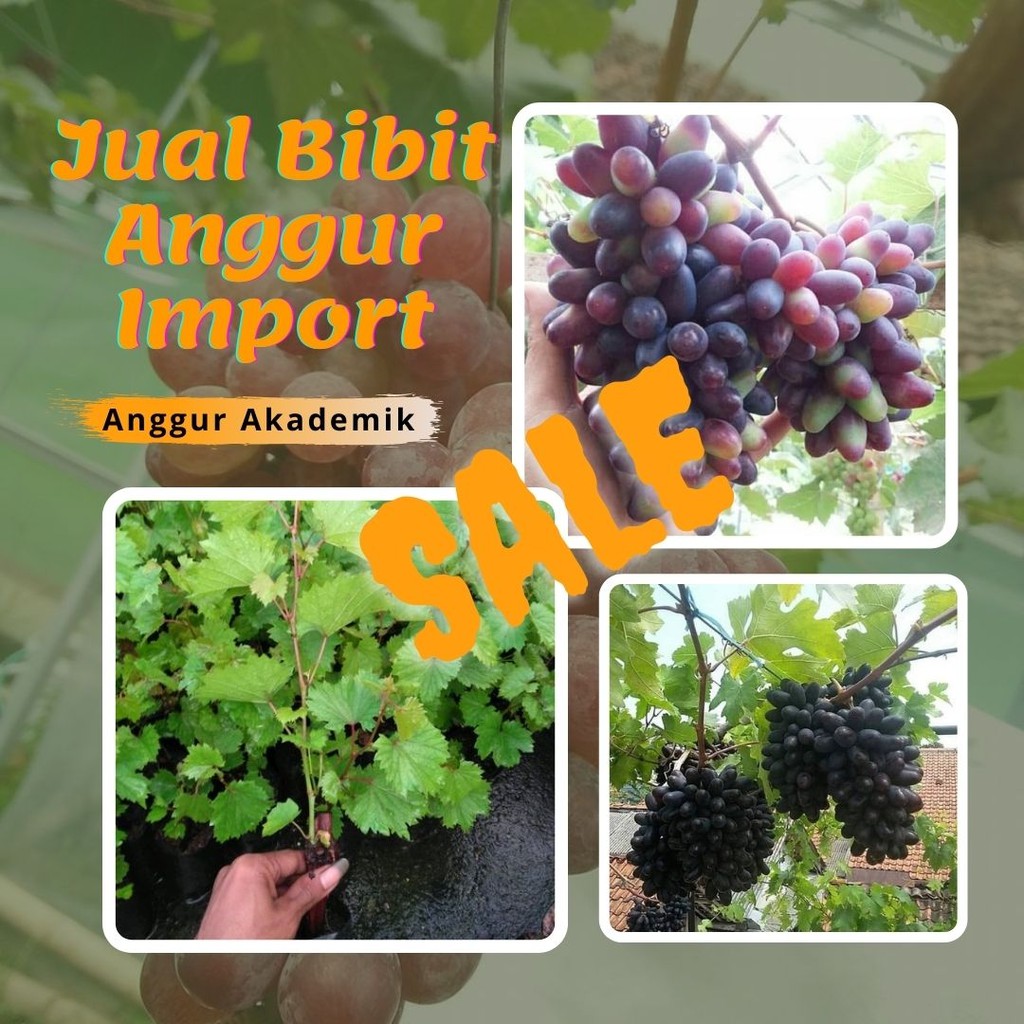 4 Bibit Anggur