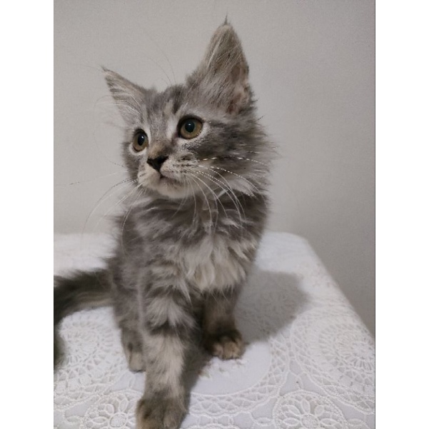 Kucing Mainecoon Mix Persian (Jantan Perkasa)