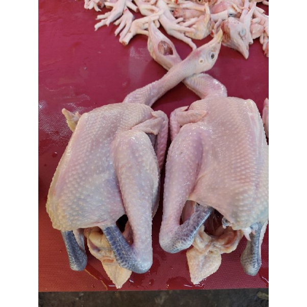 

Ay00! Ayam Kampung Fresh 1300 gr Berat Hidup