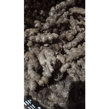 

JAHE EMPRIT 1kg