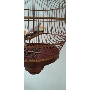 PERKUTUT PUTIH KAPAS(ALBINO) GACOR