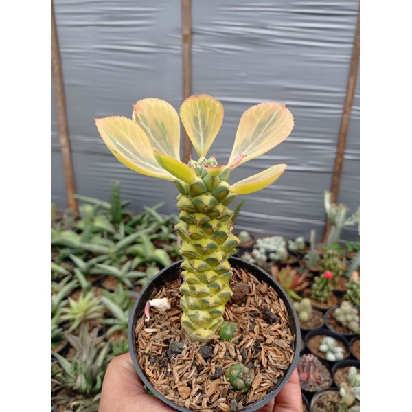 sukulen kaktus euphorbia kuning