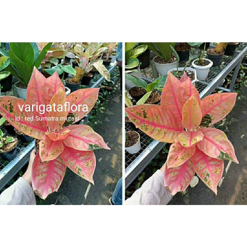 big sale promo aglonema red Sumatra mutasi bibit stek orginal berkualitas