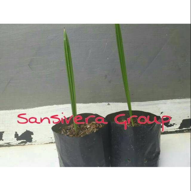 Pohon Kurma Betina/ Bibit Kurma Adzwa