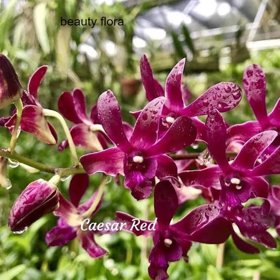 Anggrek dendrobium bunga merah siap berbunga
