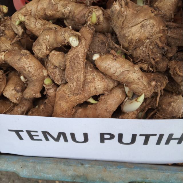 

Temu putih