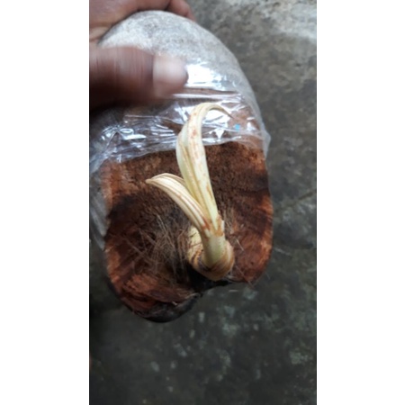 kelapa albino tisue / pocong