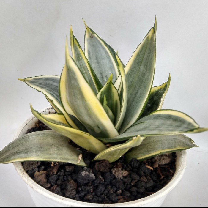 Tanaman Sansevieria “Hahnii Silver Frost”/ lidah mertua daun perak