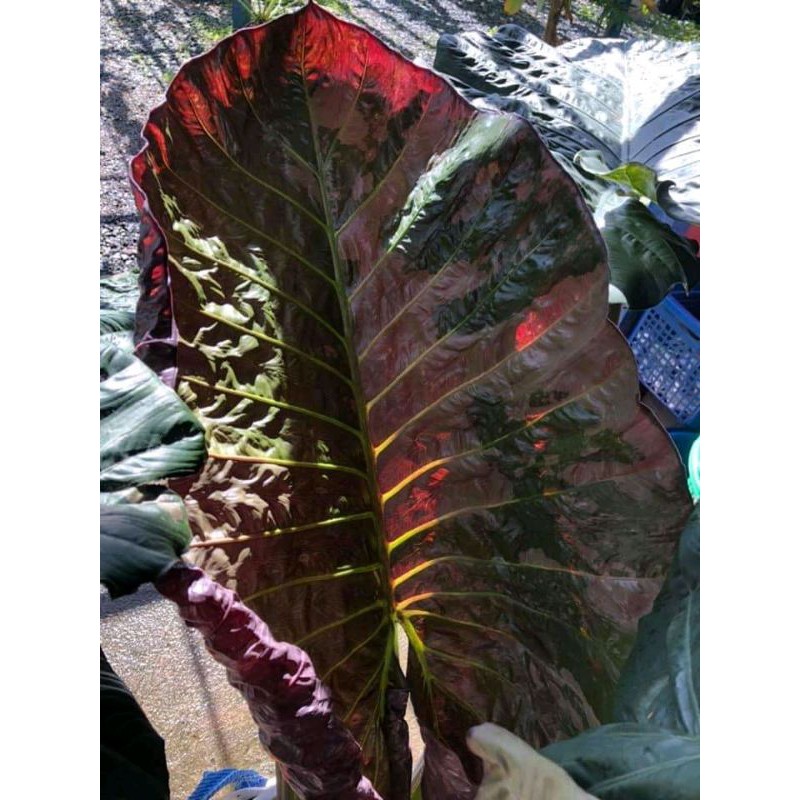 Alocasia Serendipity Varigata /Umbi