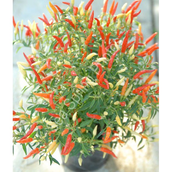 Bibit Benih Biji Cabe Sparkler Hot Pepper - Benih Pohon Cabe Sparkler - Bibit Cabe Sparkler - COD