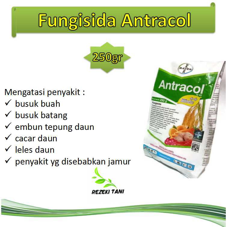 racun/obat Fungisida Antracol 250gr mengatasi busuk batang ...