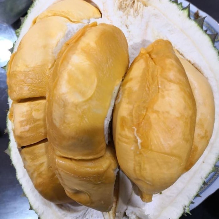 Bibit Tanaman Buah DURIAN DURI HITAM KAKI 3  Premium