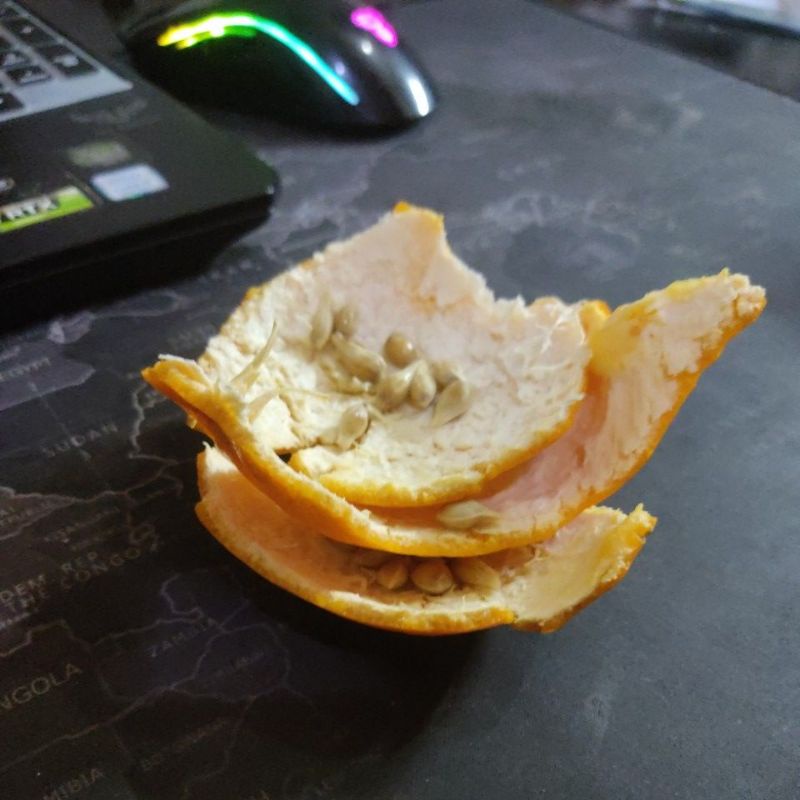 

Kulit Jeruk Asli Bonus Bijinya