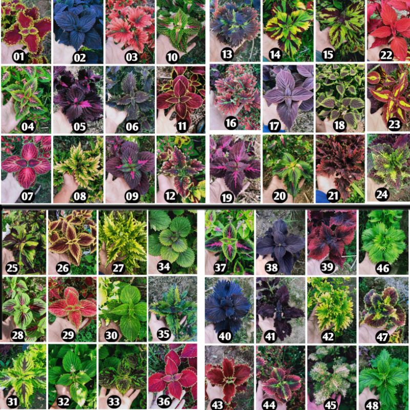 Tanaman Hias Miana 20 jenis premium langka Bunga Caleus Jawer Kotok Iler Stek dan berakar murah