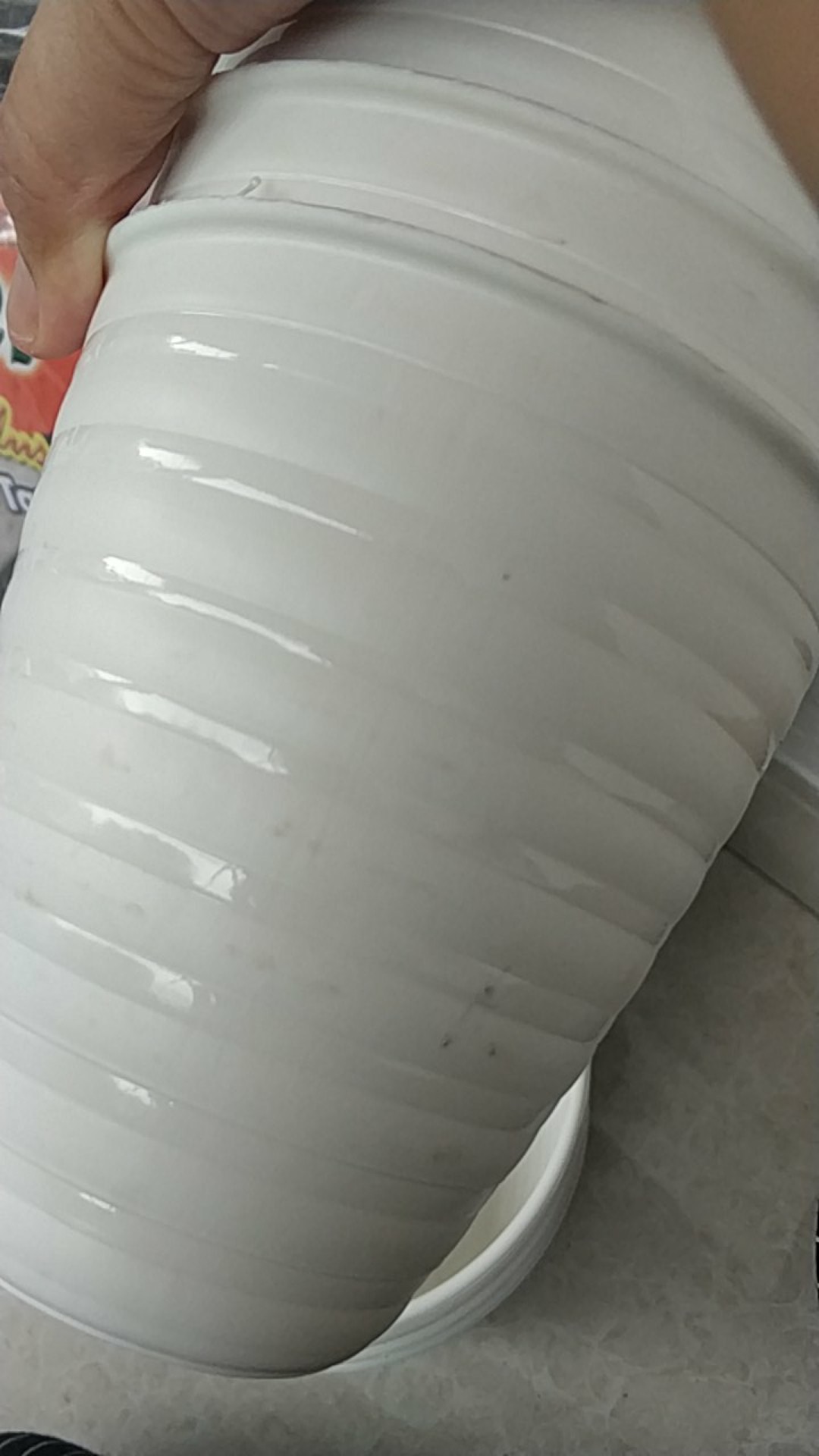 Pot Bunga Tanaman Pirus Madu Tinggi 12 Putih