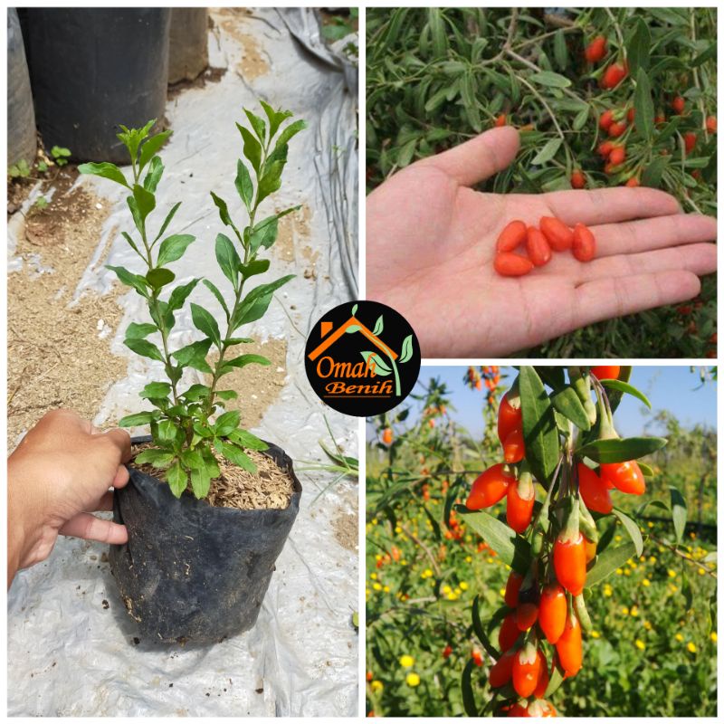 BIBIT TANAMAN GOJI BERRY GOJIBERI
