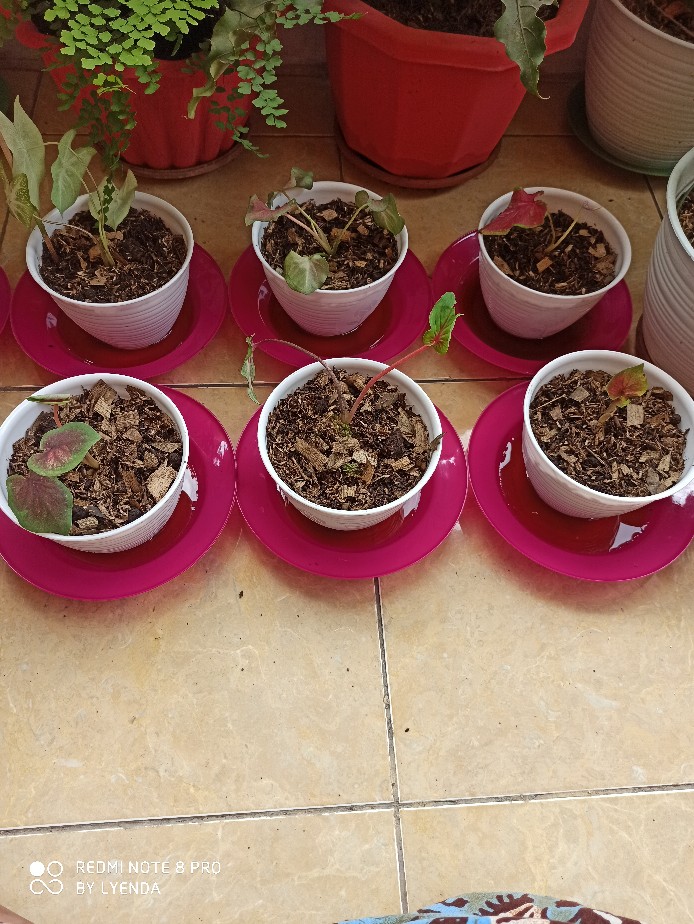 Keladi Hias_keladi Hanoman Obong