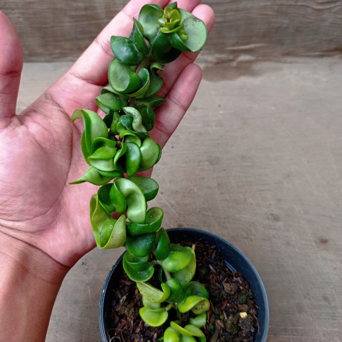 hoya compacta