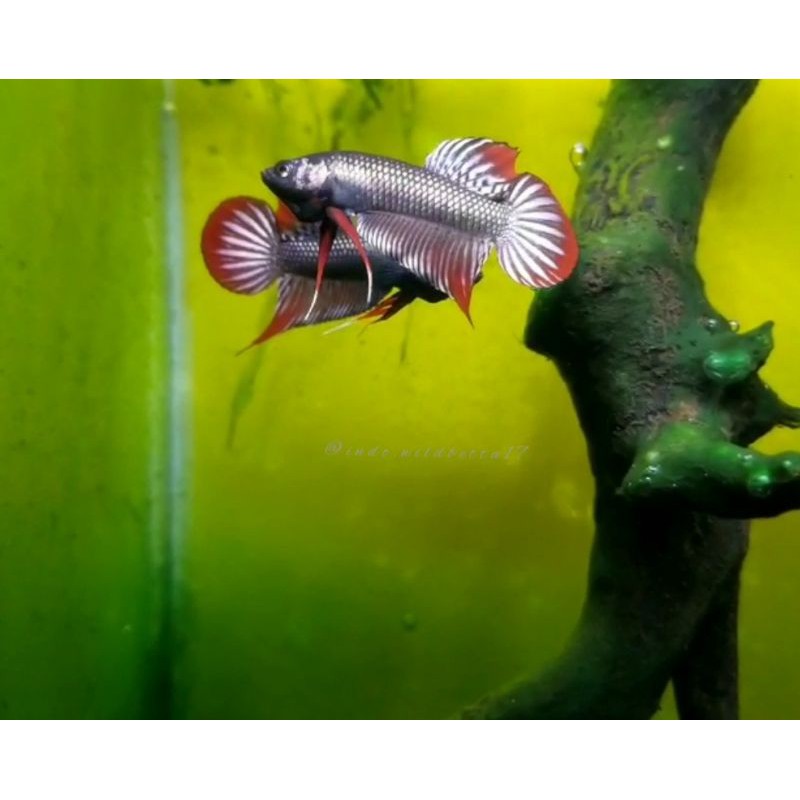wild betta imbellis hybrid copper