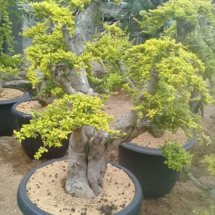 16880 Bonsai Legistrum Bonsai Ki Hujan Emas Import Shopee Indonesia