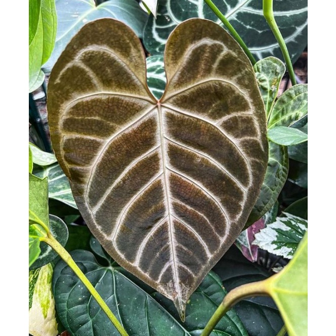 Anthurium_Regale hybrid X A. silverchrome kualitas original