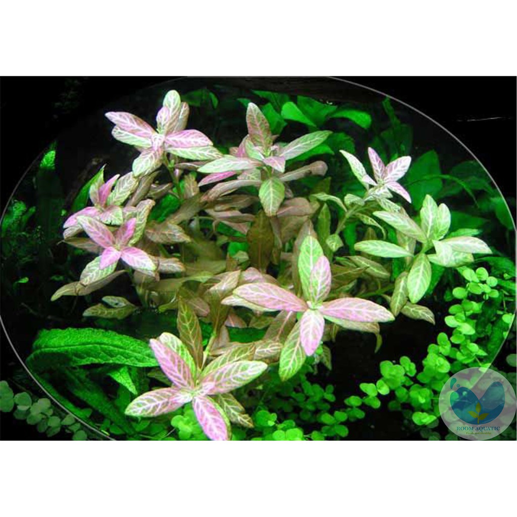 Hygrophila Polysprema Sunset ( Aquascape )