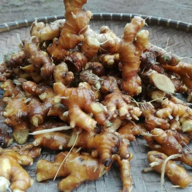 

Lempuyang kunyit lempuyang basah segar