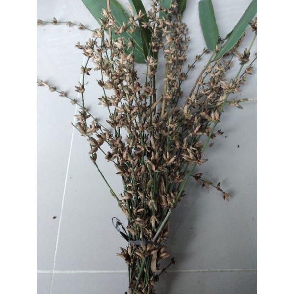 bunga pring bunga bambu segar1ikat isi 20 batang