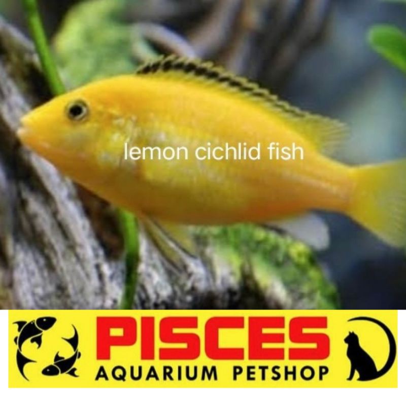 IKAN HIAS LEMON CICHLID FISH