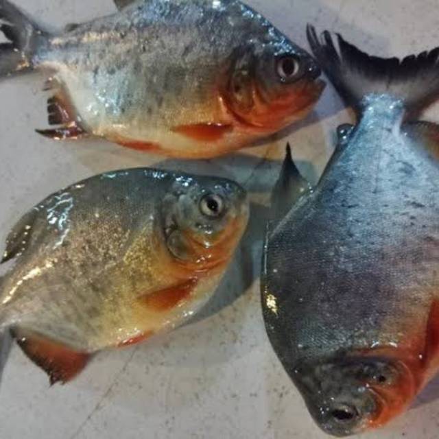 

Ikan bawal 1kg fresh/hidup