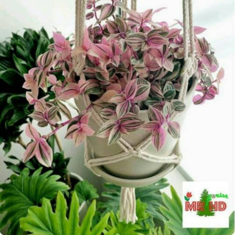 Tanaman hias gantung  tradescantia tricolor