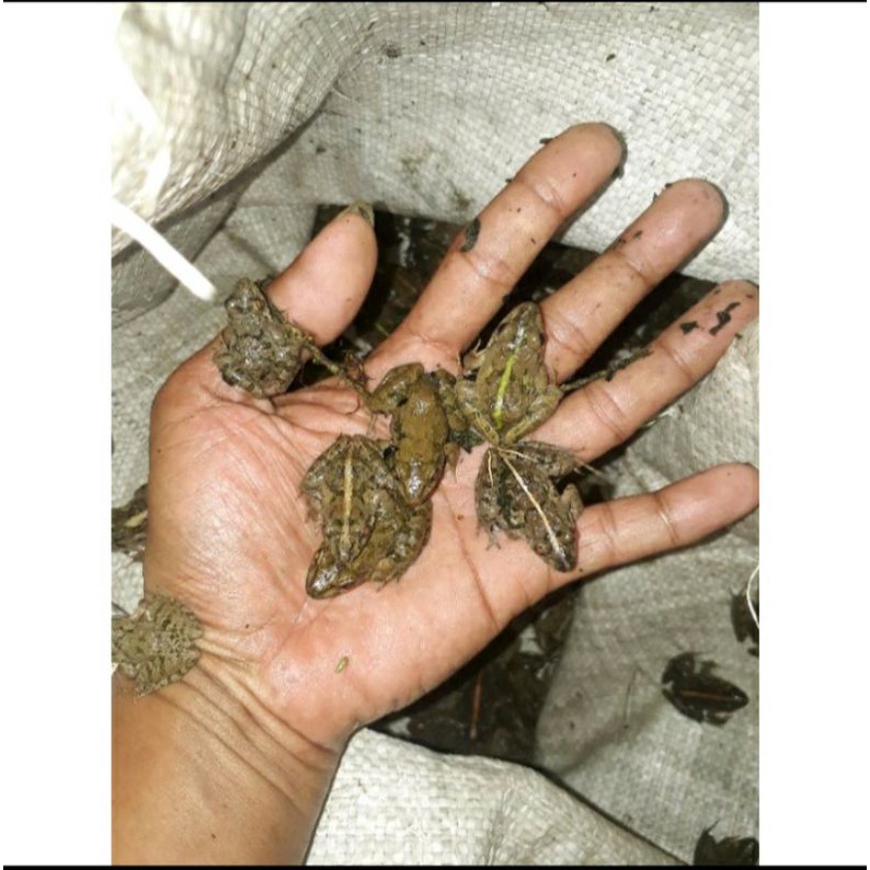 Pakan ikan kodok sawah hidup isi 100/150 ekor per kg