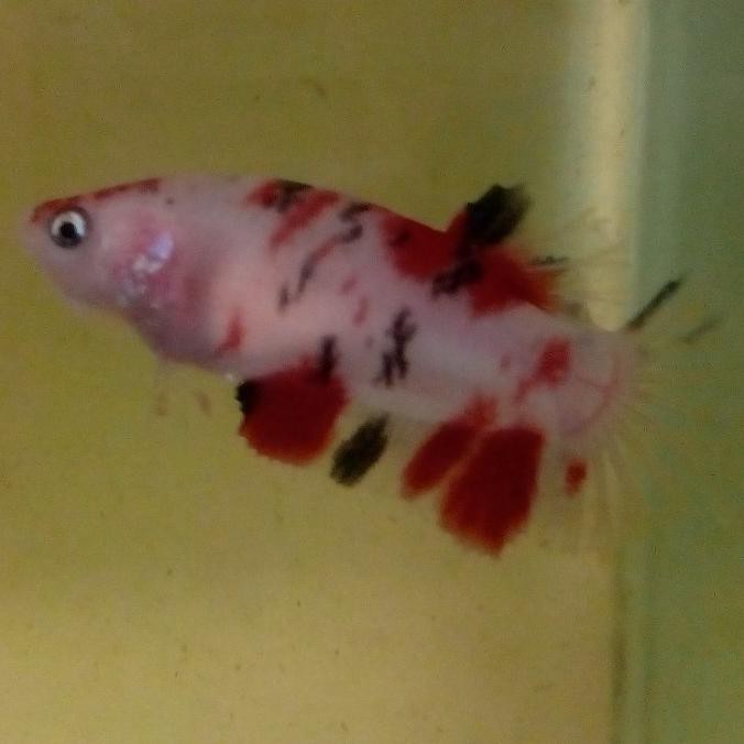 Terlaris Ikan Cupang Betina/Female Full Siap Kawin, Size M, Real Pict 100% - 1