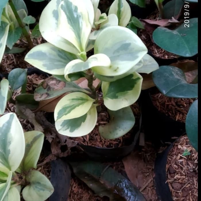 Tanaman Hias Peperomia Variegata