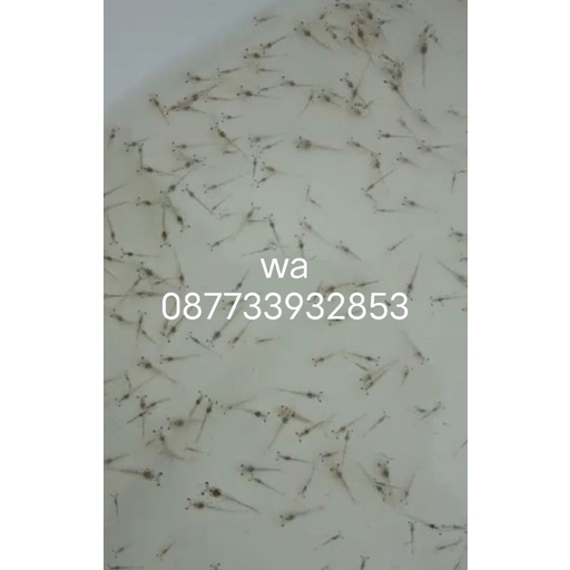 bibit/benur oslah udang vaname pl 12/14,10ribu ekor