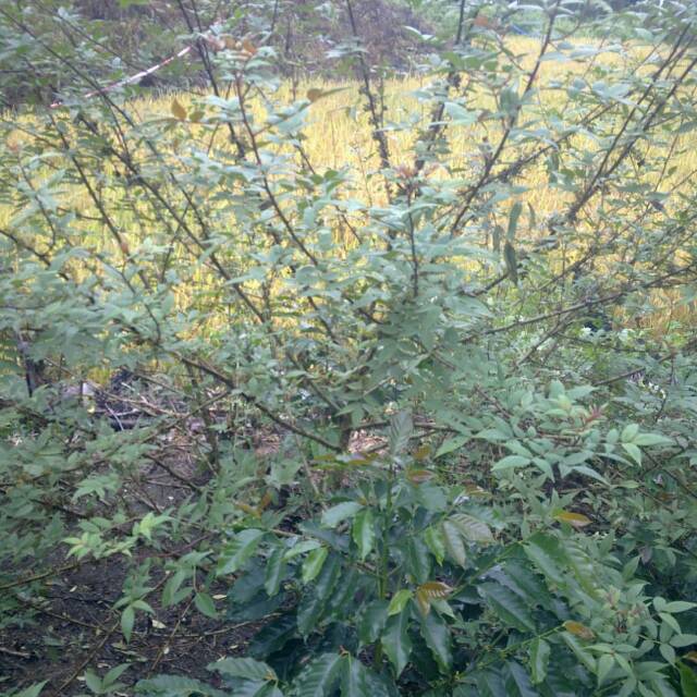 chiboyubianparholong