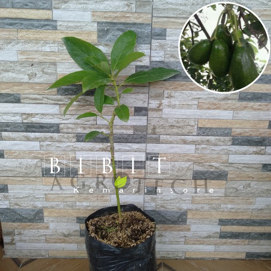 Bibit Alpukat Pluwang Okulasi Cepat Berbuah/Bibit Tanaman Alpukat Pluwang