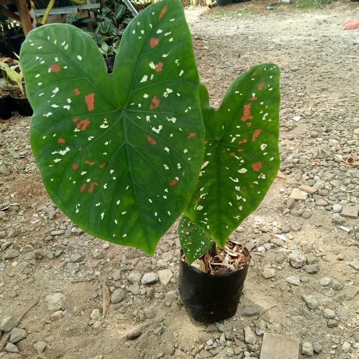 jual Tanaman Hias Keladi Three Color