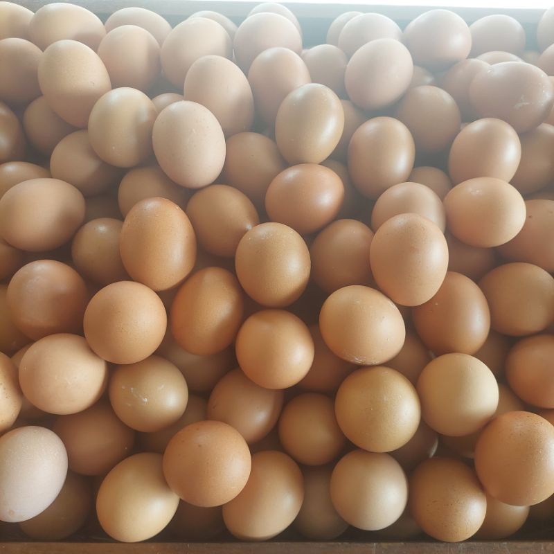 

Telur Ayam Negeri | Telur Lehor Fresh 1Kg