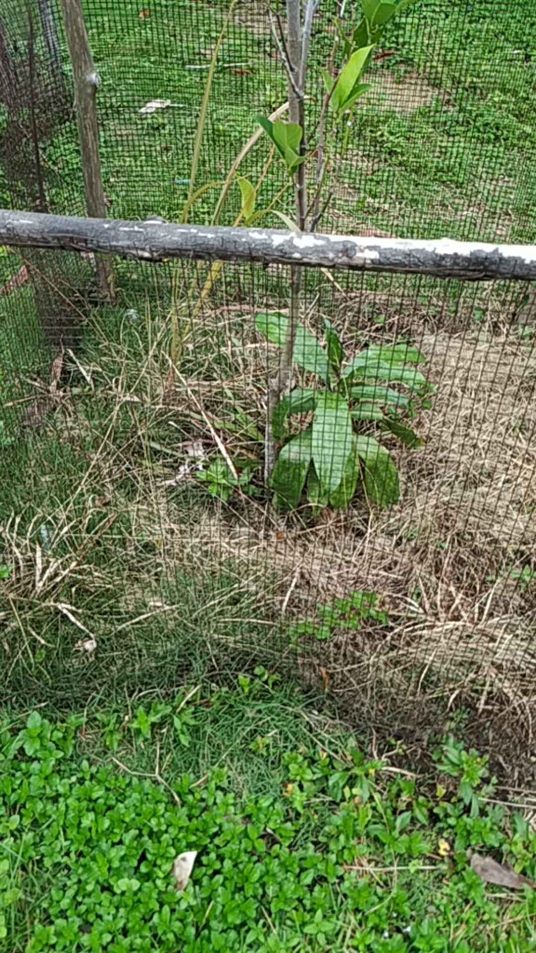 Benang Tukang Nylon Nilon 210d / 12