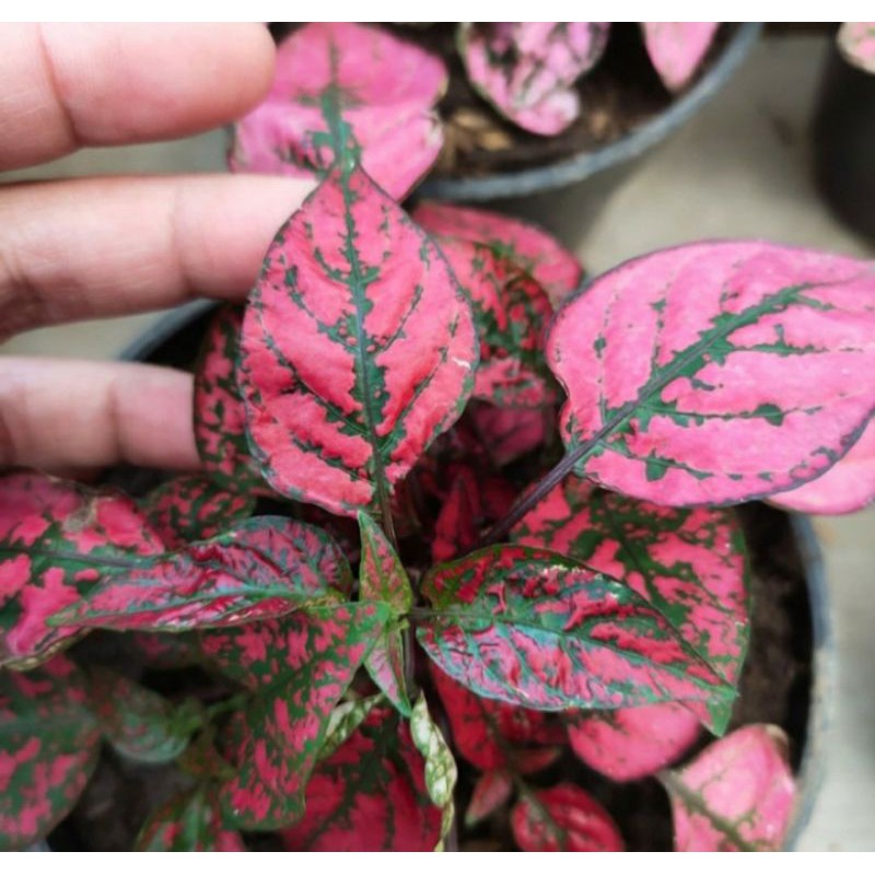 tanaman hias hypoestes polkadot merah