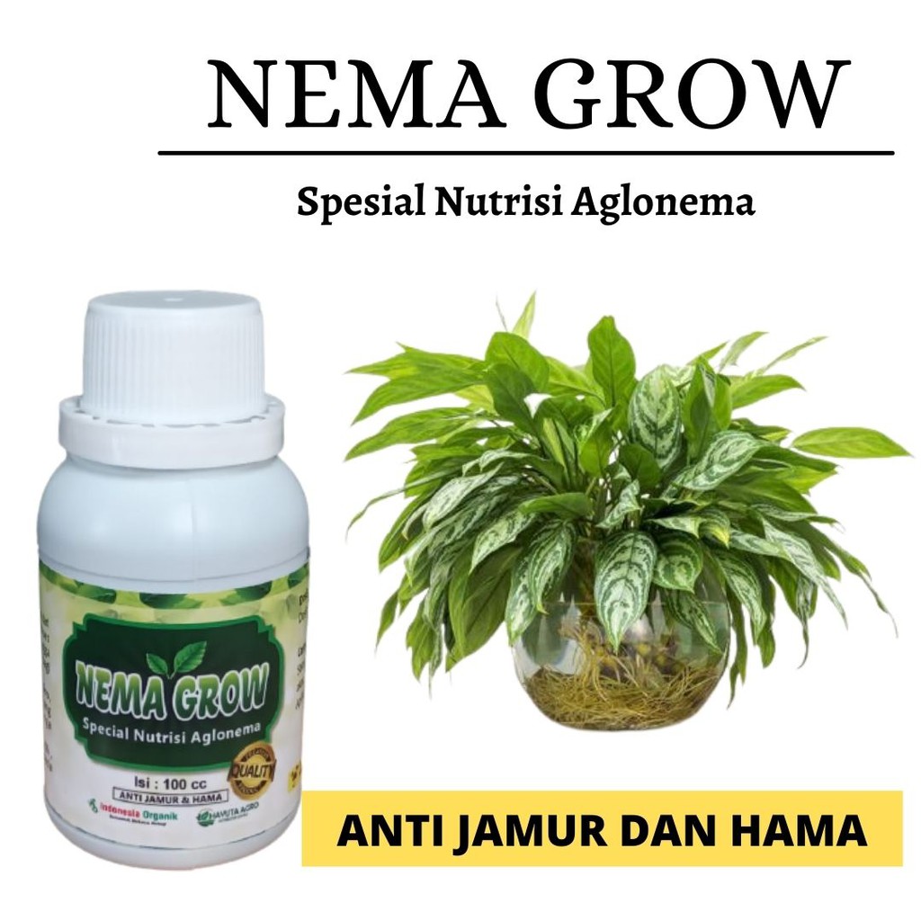 Pupuk Aglonema Multivitamin, Pupuk Daun Tanaman Hias Aglonema Sri Rejeki