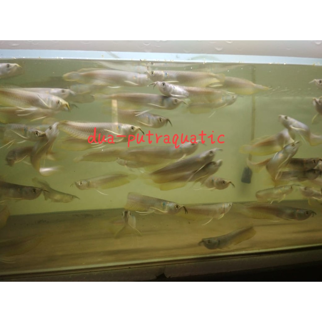 Ikan Arwana Silver Brazil Red