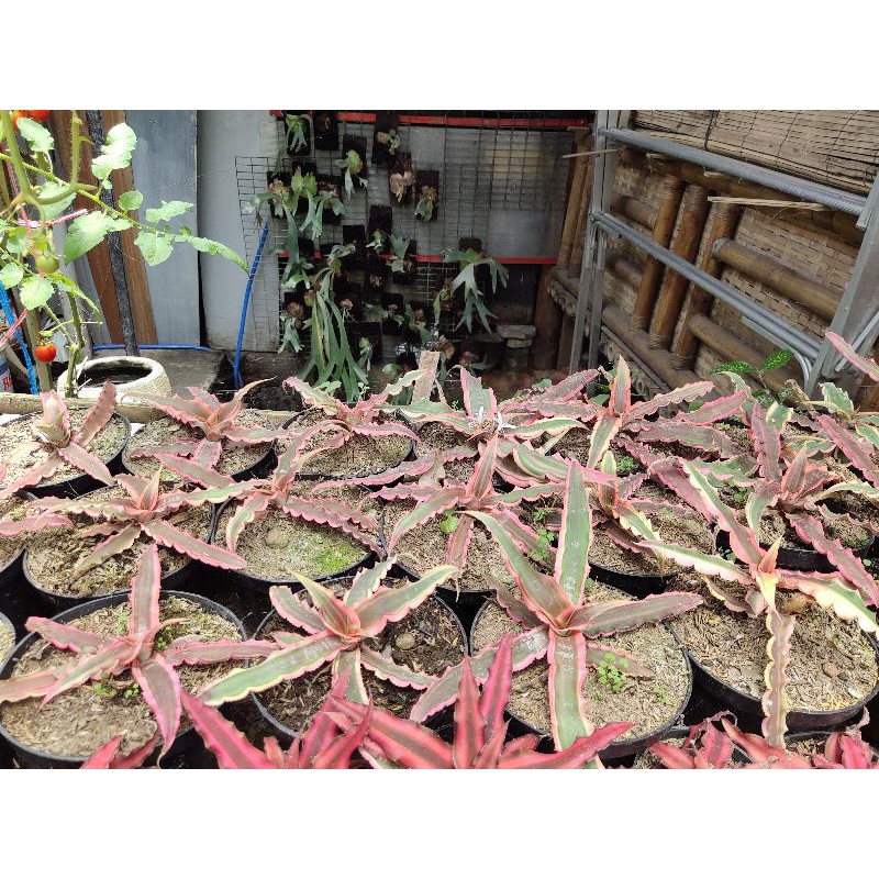 Cryptantus/kriptantus pink hijau