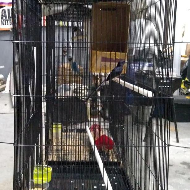 Zdw 256 Murai Batu Medan Hutan Mb Burung Purtot Semipur Semi Pur