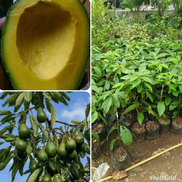 BIBIT BUAH ALPUKAT MENTEGA MIKI SUPER