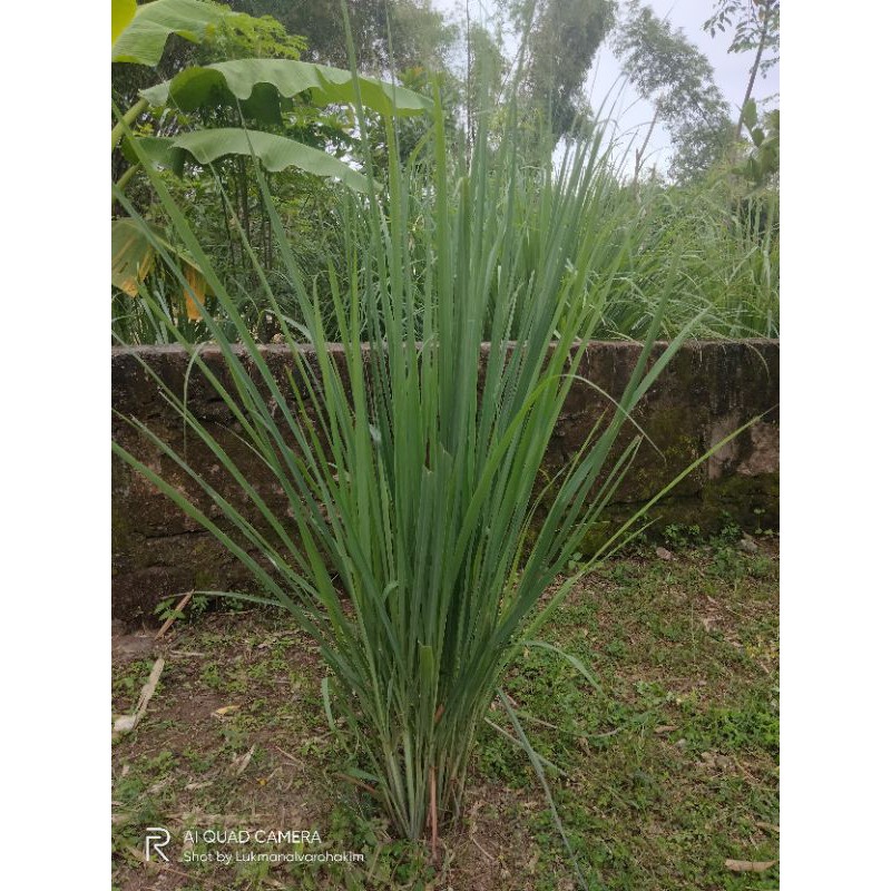 

Daun Sereh Segar langsung dari kebun