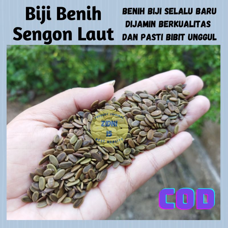 Jual [25gram] Biji Benih Sengon Laut 1100biji Sengon Solomon