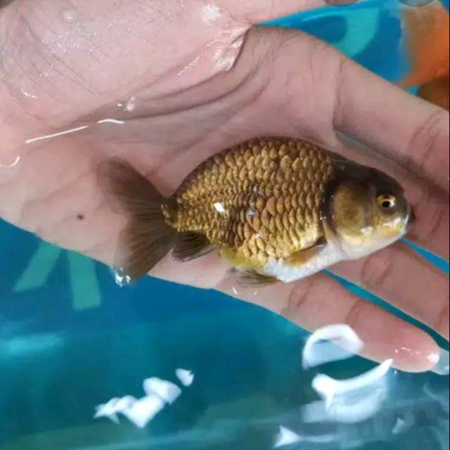 Ikan Mas Koki Ranchu Size 8-10cm